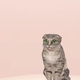 Image for article titled The Sims 4 Is Free Right Now, So Here Are The 4 Most Essential Expansions